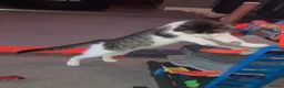 Mixed Breed cats for sale: 4 kittens ready for new homes - Advert 9