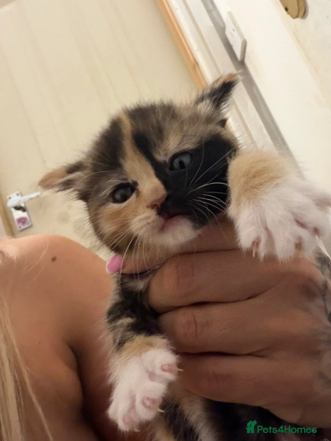 British Shorthair cats for sale: Beautiful rare colour  - Advert 2