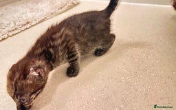 Savannah cats for sale: Stunning F3 Savannahs - Image 16