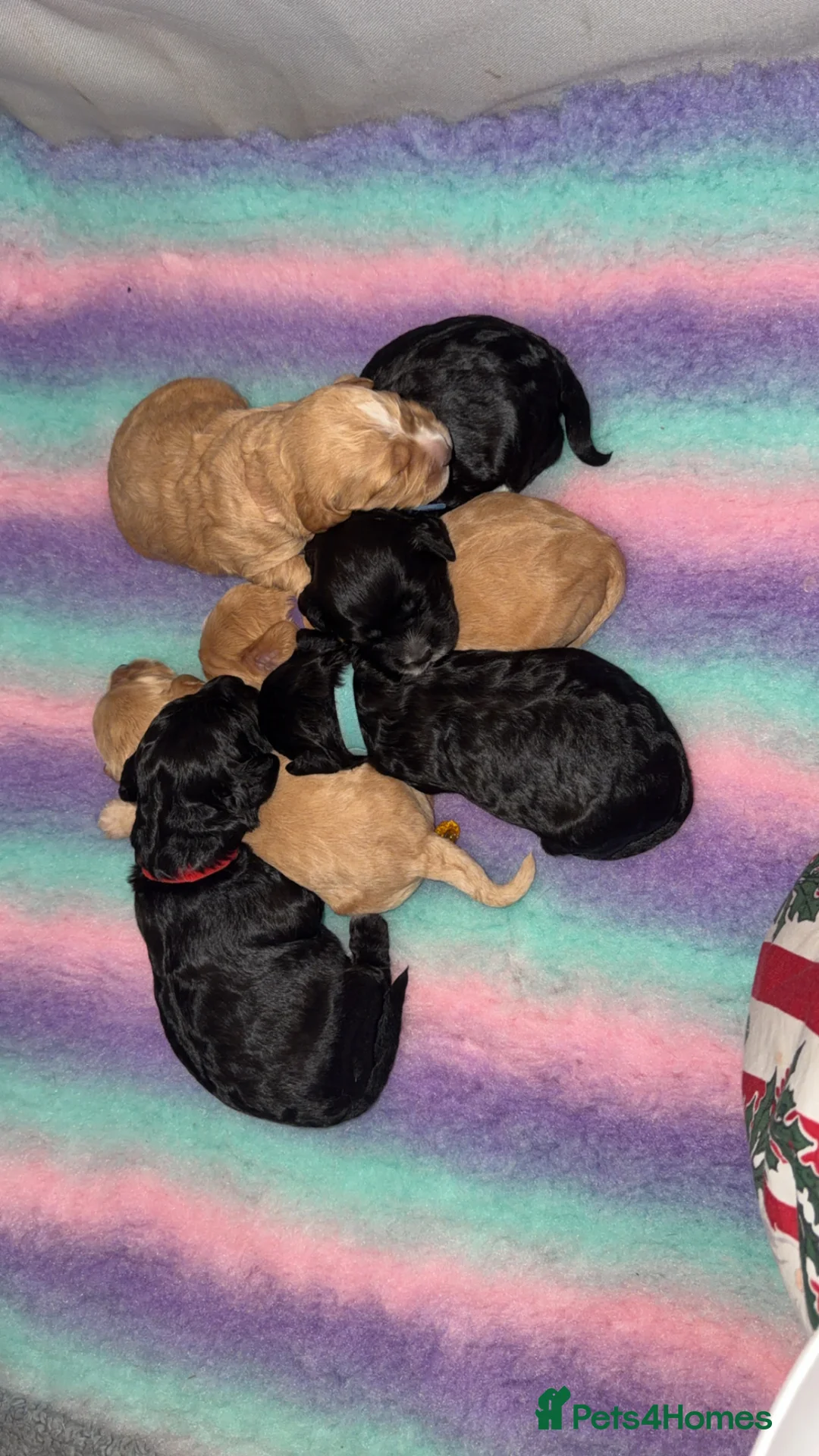 Cockapoo dogs for sale: Beautiful cockapoos - Advert 15