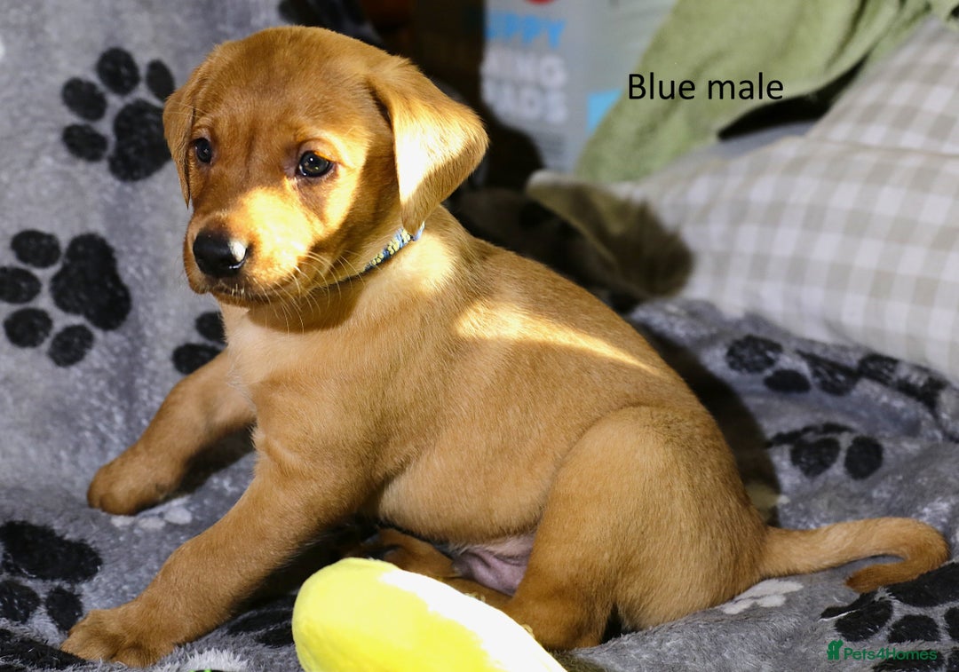 Labrador Retriever dogs for sale: Fox red labrador pups ready now - Image 2