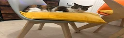 Mixed Breed cats for sale:  **   in Manchester - Advert 22