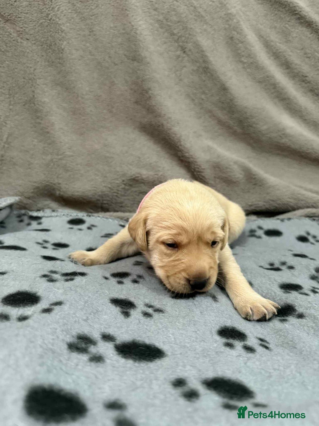 Labrador Retriever dogs for sale: Kc registered labradors for sale - Advert 7