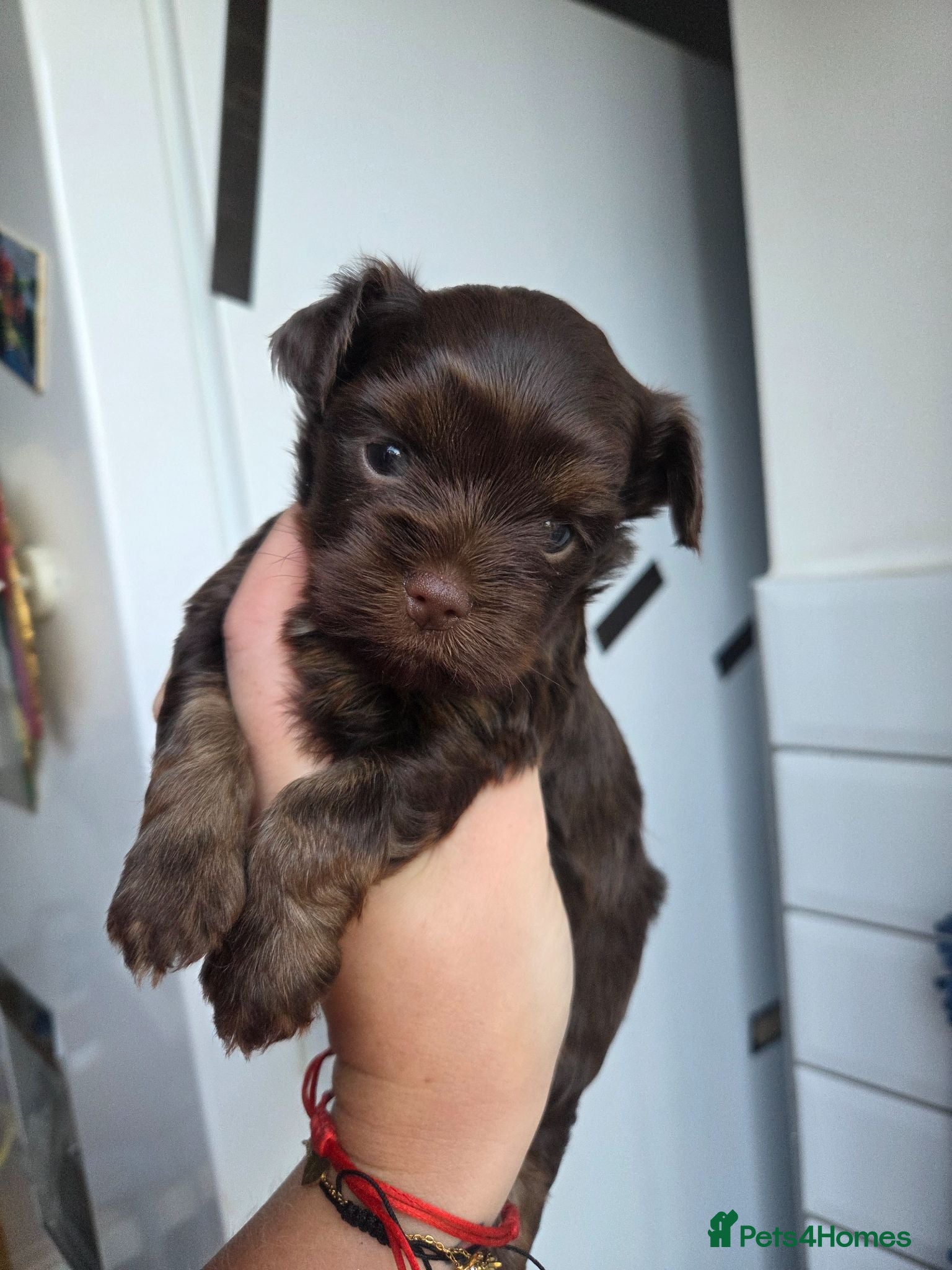 Yorkshire Terrier dogs Yorkshire terrier puppies - Advert 7
