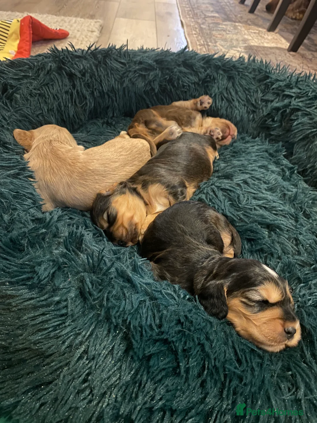 Cocker Spaniel dogs for sale: 4 gorgeous KC cocker spaniel puppies - Advert 6