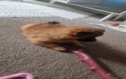 Pomeranian dogs for sale: Gorgeous Pomeranian puppies for sale - Image 7