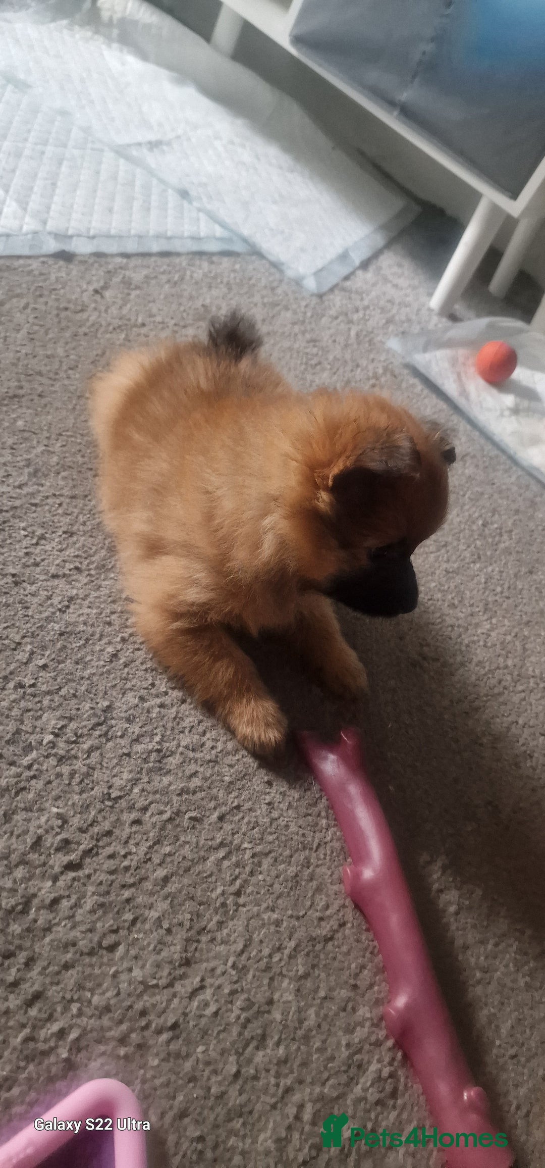 Pomeranian dogs for sale: Gorgeous Pomeranian puppies for sale - Image 7