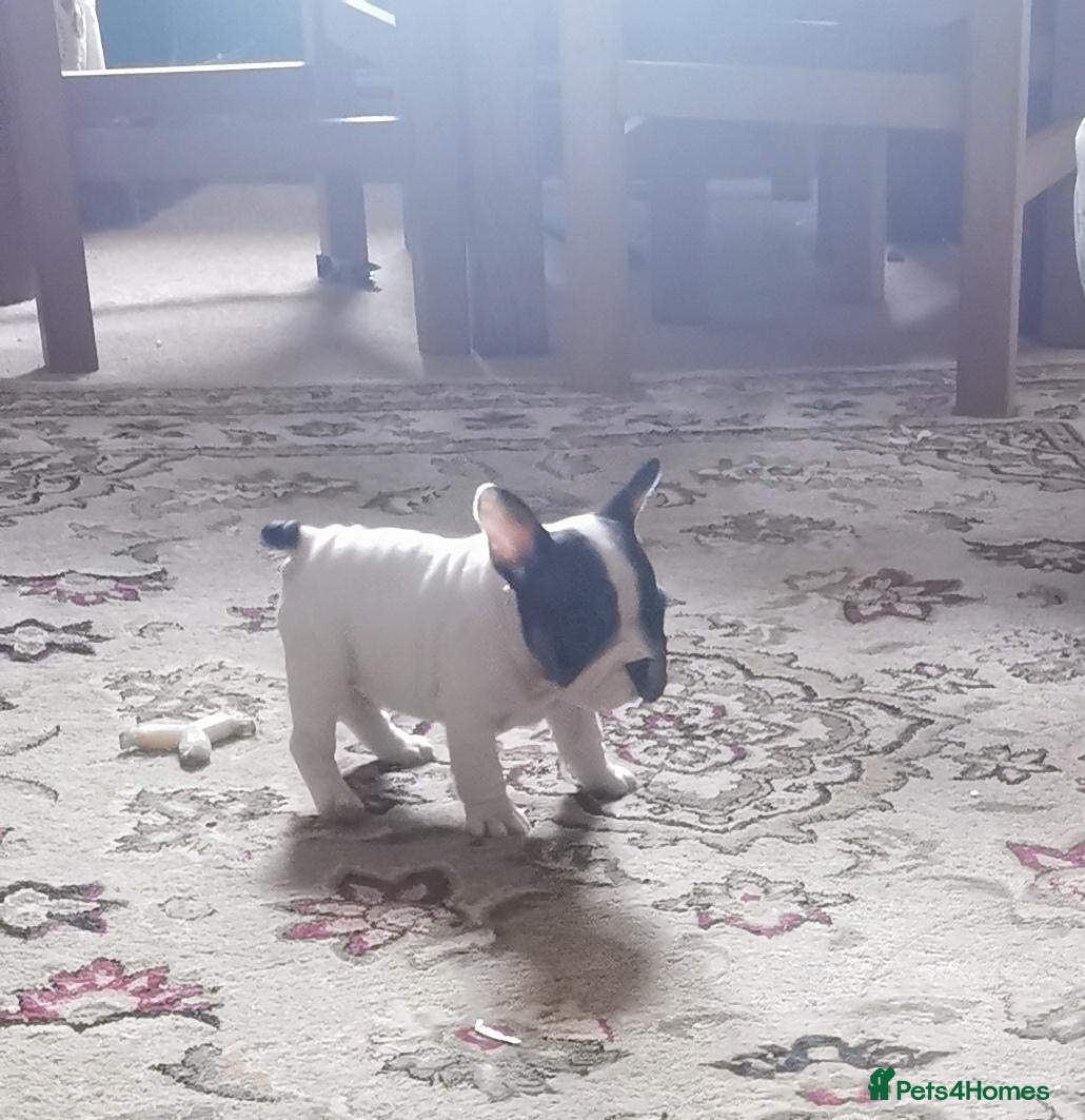 French Bulldog dogs Frenchbulldog Puppies - Advert 6