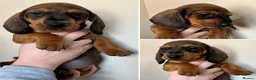 Dachshund dogs for sale: Standard Smooth Coat Dachshunds in Diss - Advert 11