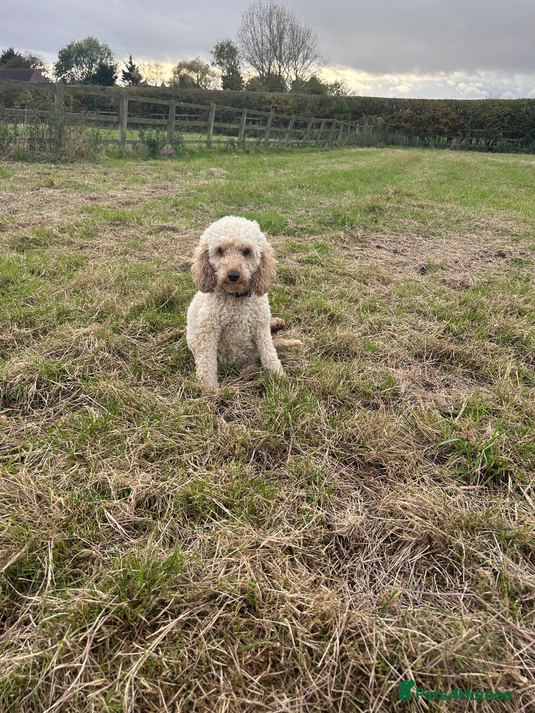 Miniature Poodle dogs for sale: Miniature poodles - Advert 22