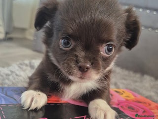 Chihuahua dogs - Advert 3