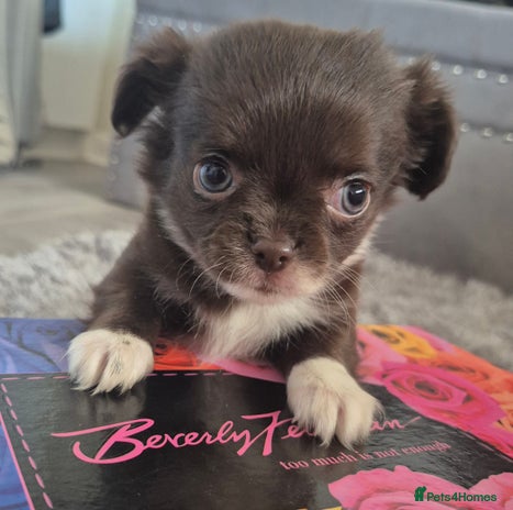 Chihuahua dogs - Advert 1