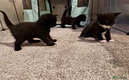Domestic Shorthair cats for sale: Domestic shorthair/medium hair kittens - Image 6