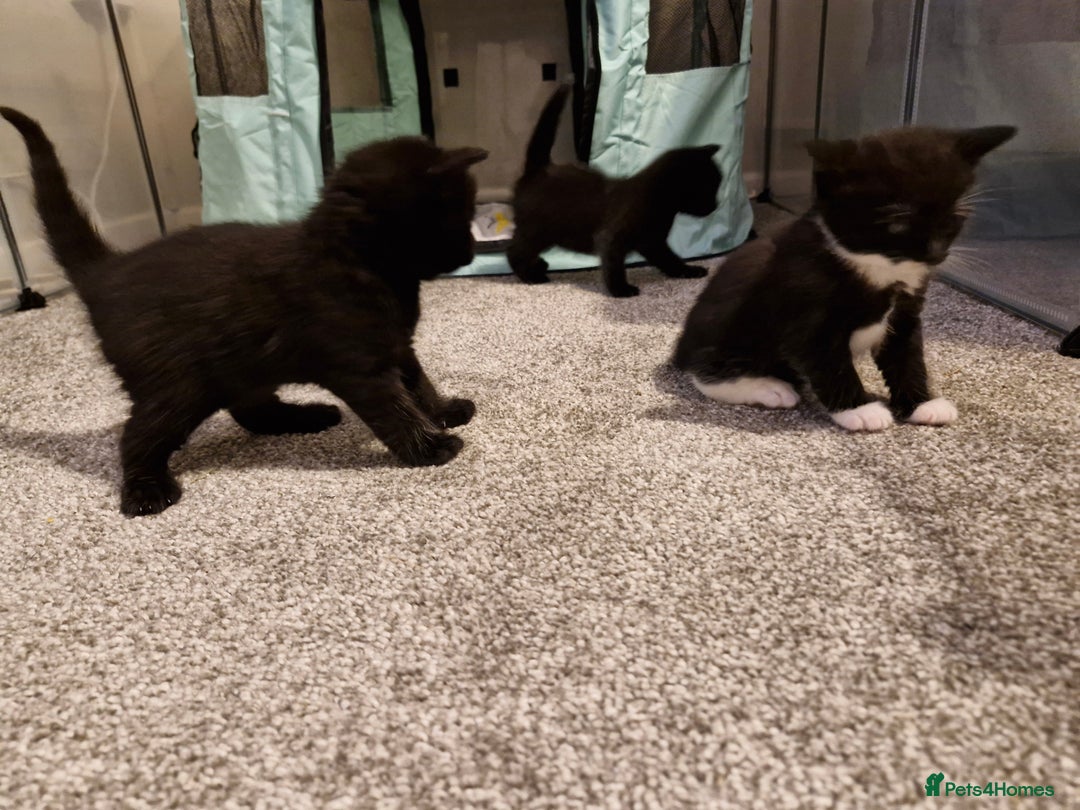Domestic Shorthair cats for sale: Domestic shorthair/medium hair kittens - Image 6