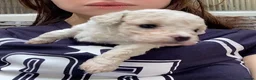Cavapoochon dogs for sale: Beautiful Cavapoochon puppies in Brighton - Advert 7