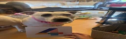 Staffordshire Bull Terrier dogs for sale: 10 month old staffie ghost  - Advert 2