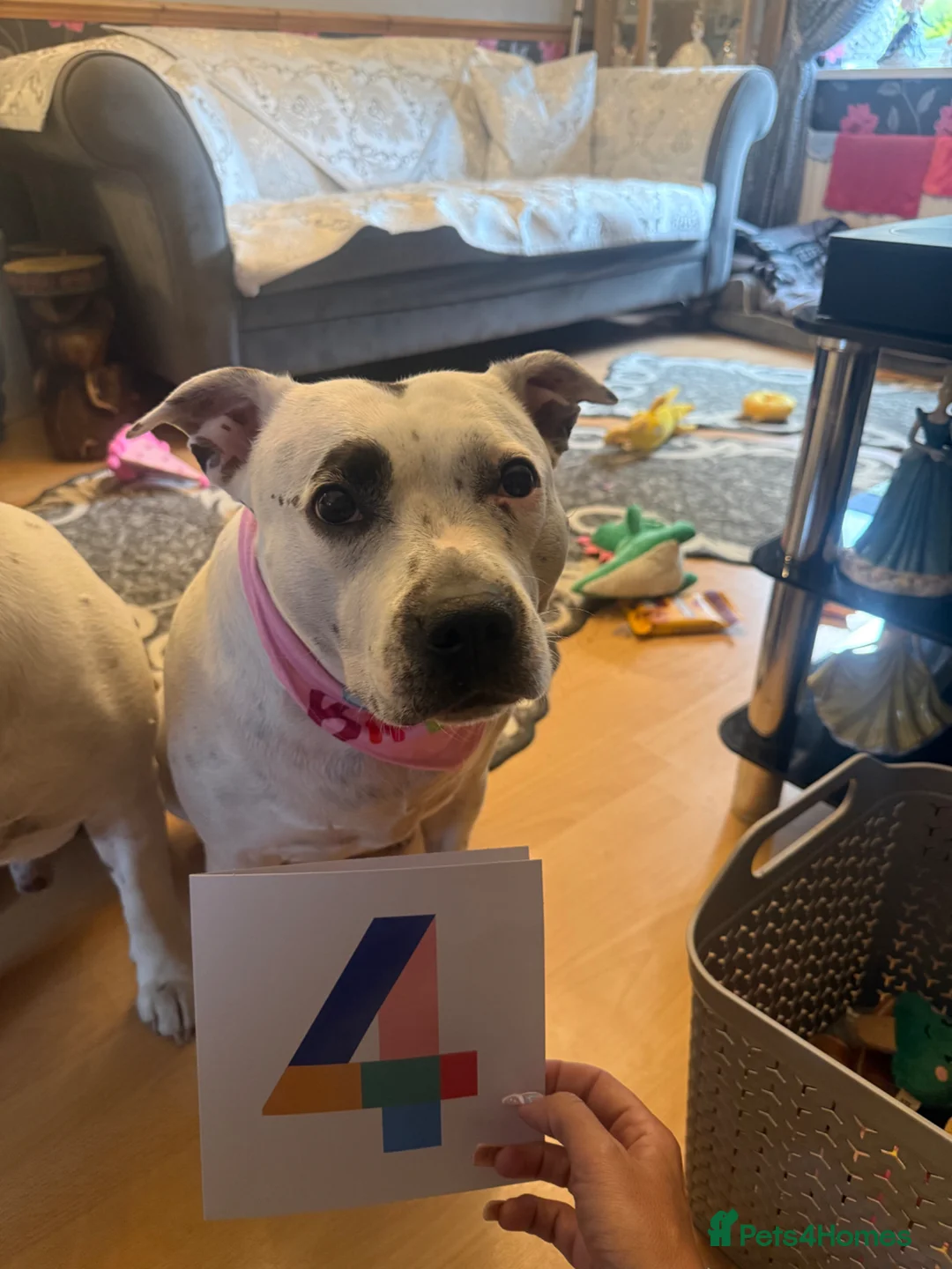 Staffordshire Bull Terrier dogs for sale: 10 month old staffie ghost  - Advert 2