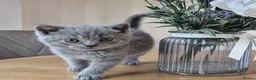 British Shorthair cats for sale: Pure British Shorthair kittens - Advert 4
