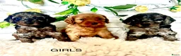 Cockapoo dogs for sale: Rare Blue Merle Cockapoo Puppies  - Advert 17
