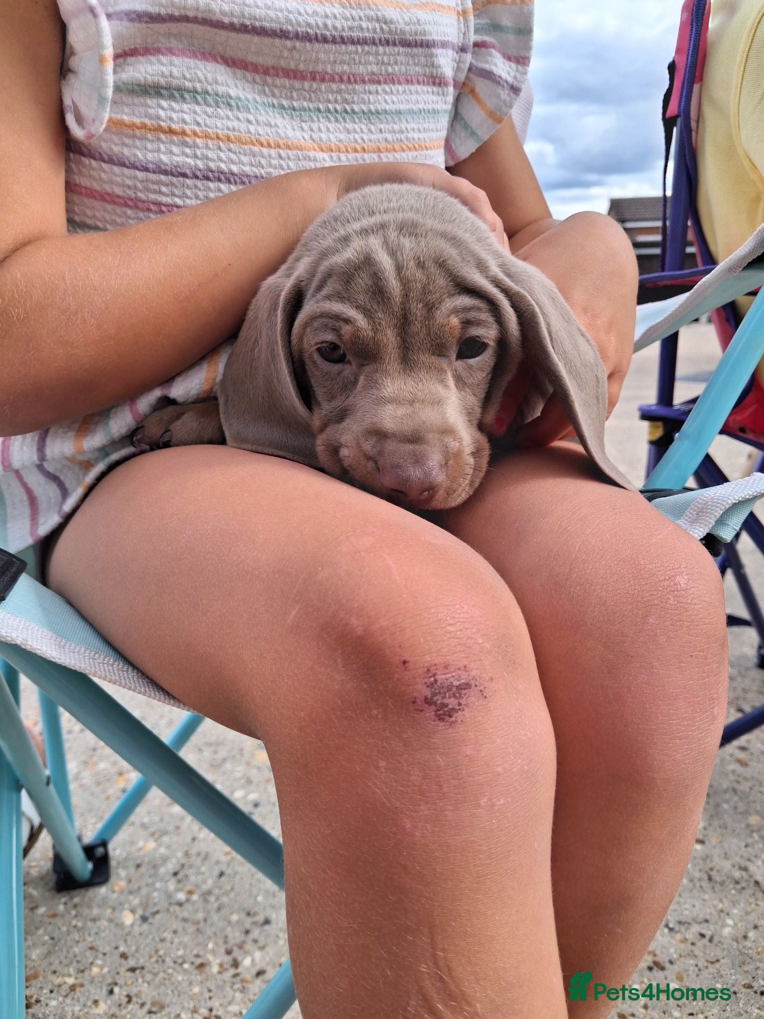 Miniature Dachshund dogs Beautiful Miniature Dachshund Stuning little pups. - Advert 1