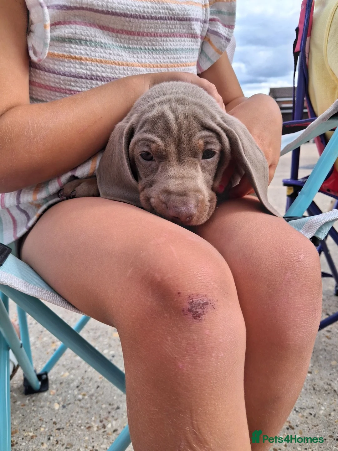Miniature Dachshund dogs for sale: Beautiful Miniature Dachshund Stuning little pups. in Stevenage - Advert 1