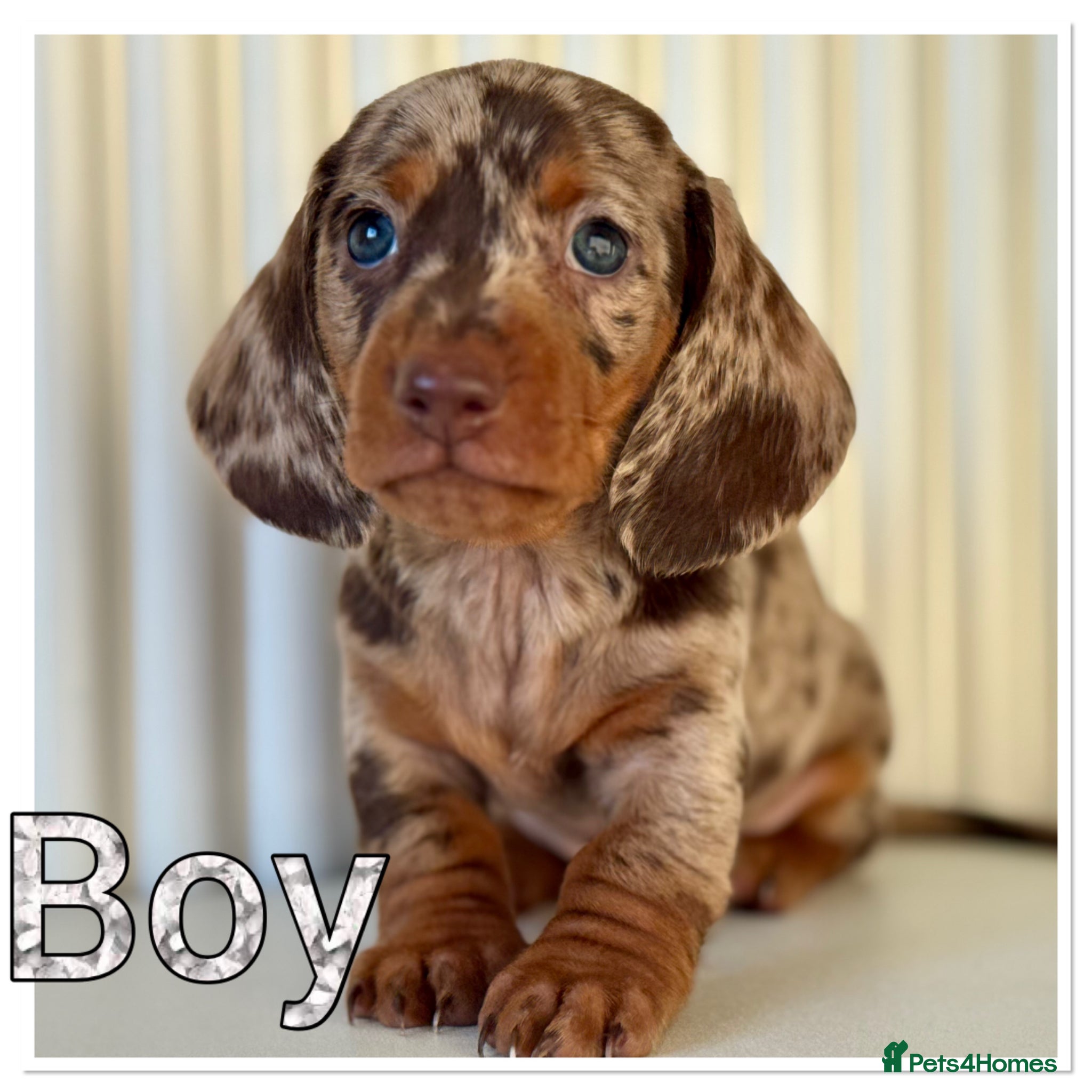 Miniature Dachshund dogs Splendid mini dachshunds  - Advert 1