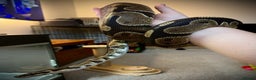 Python Snake reptiles for sale: Ball python Monty  - Advert 6
