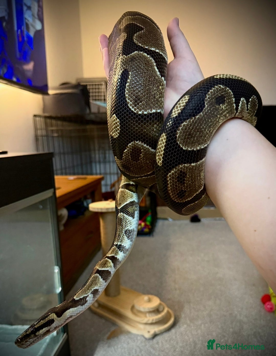 Python Snake reptiles for sale: Ball python Monty  - Advert 6