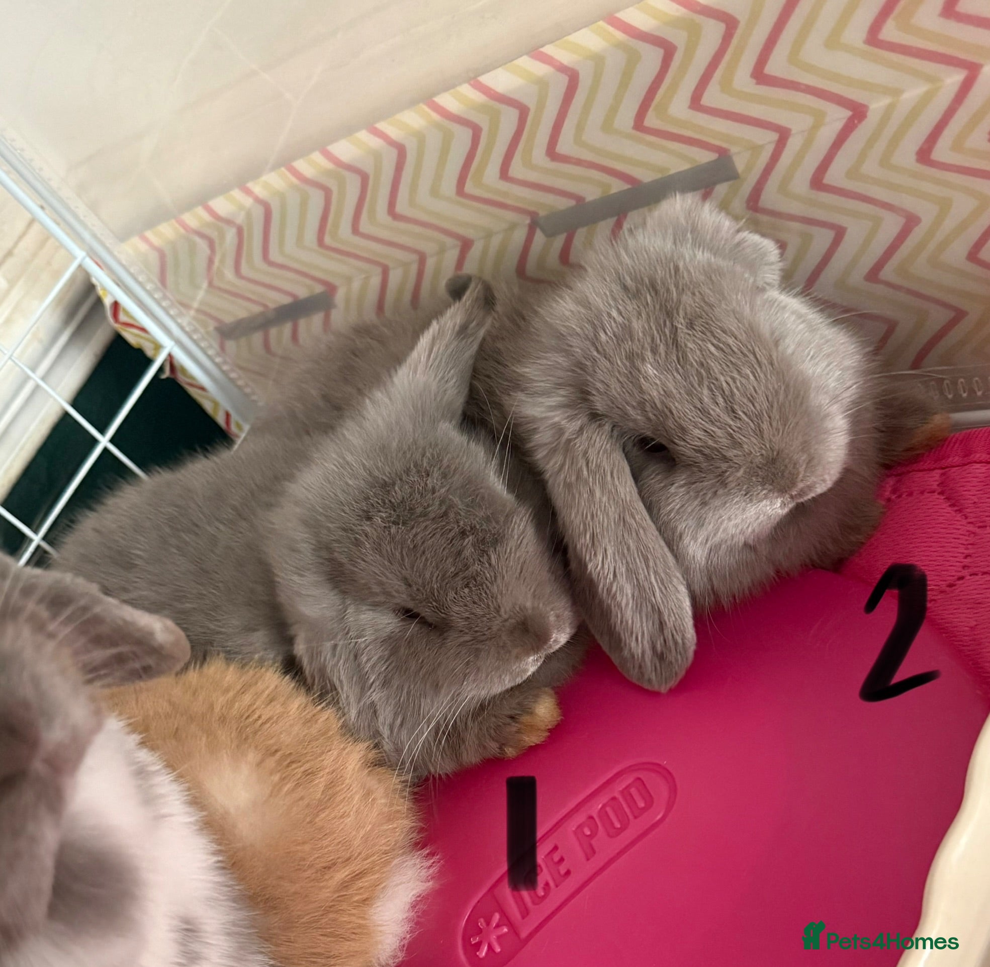 Mini Lop rabbits 2 Lilac Pure Mini Lop Does Left 🩶 - Advert 1