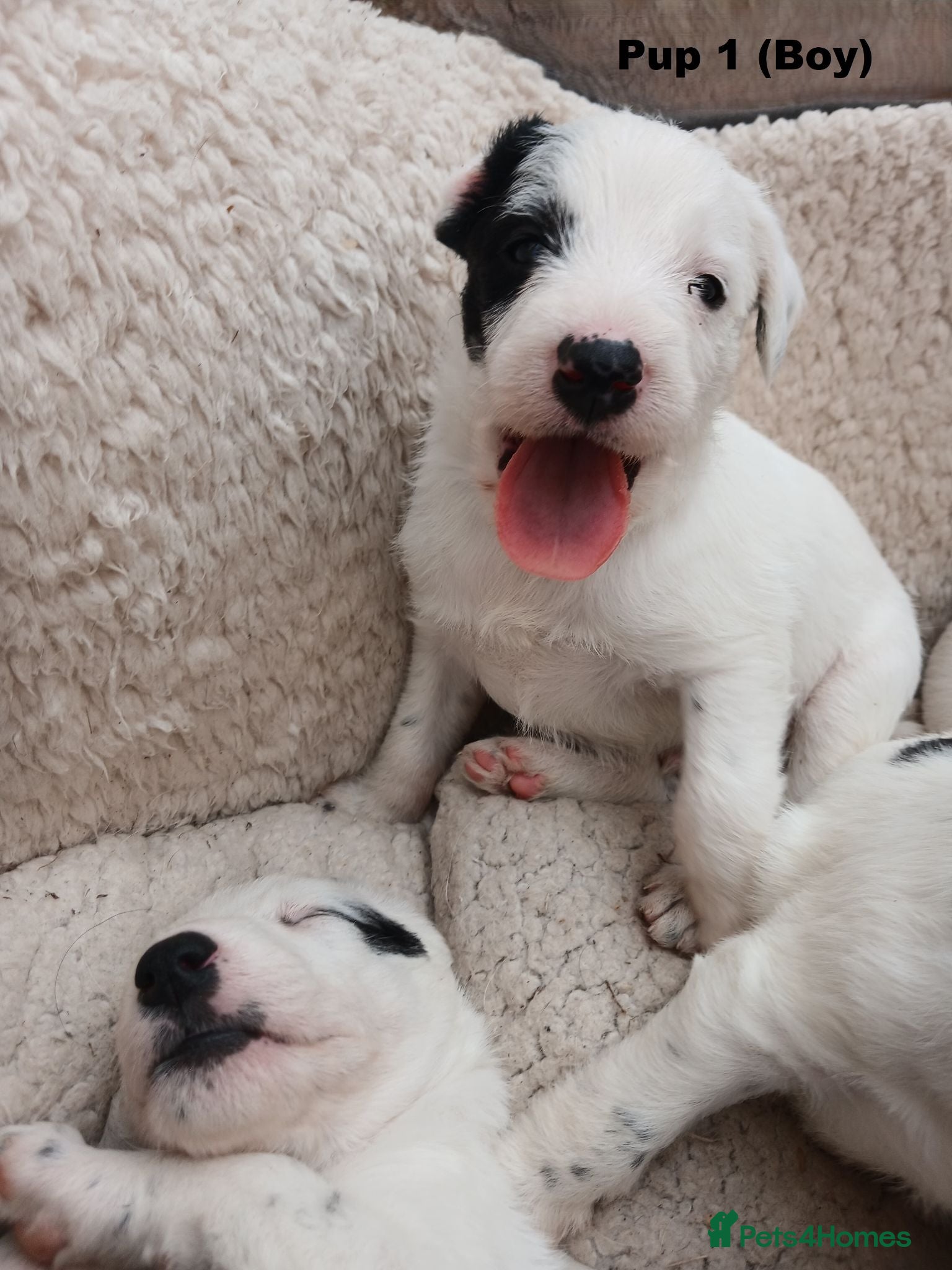 Lurcher dogs Soppy Bedlington Whippet lurcher puppies  - Advert 17