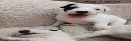 Lurcher dogs for sale: Soppy Bedlington Whippet lurcher puppies  - Advert 1