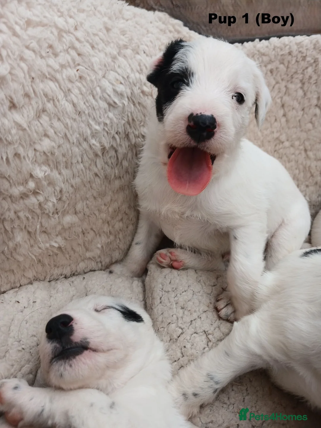 Lurcher dogs for sale: Soppy Bedlington Whippet lurcher puppies  - Advert 1