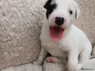 Lurcher dogs Soppy Bedlington Whippet lurcher puppies - Advert 17
