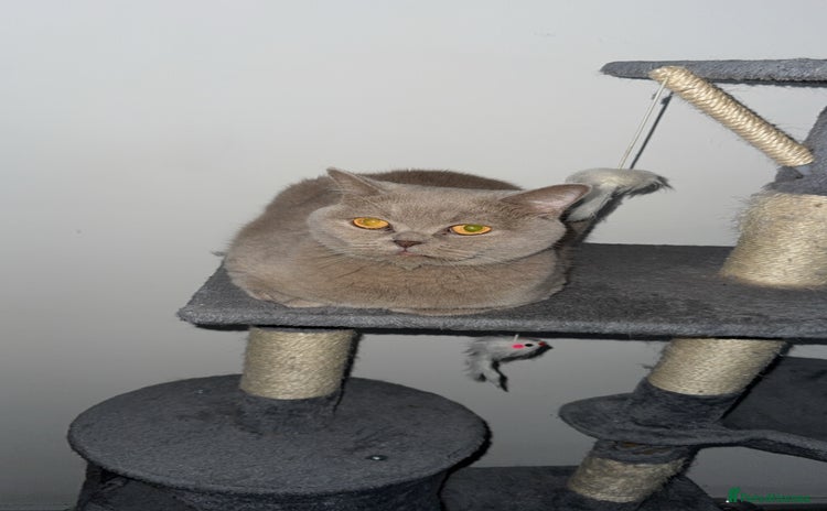 British Shorthair cats - Advert 14