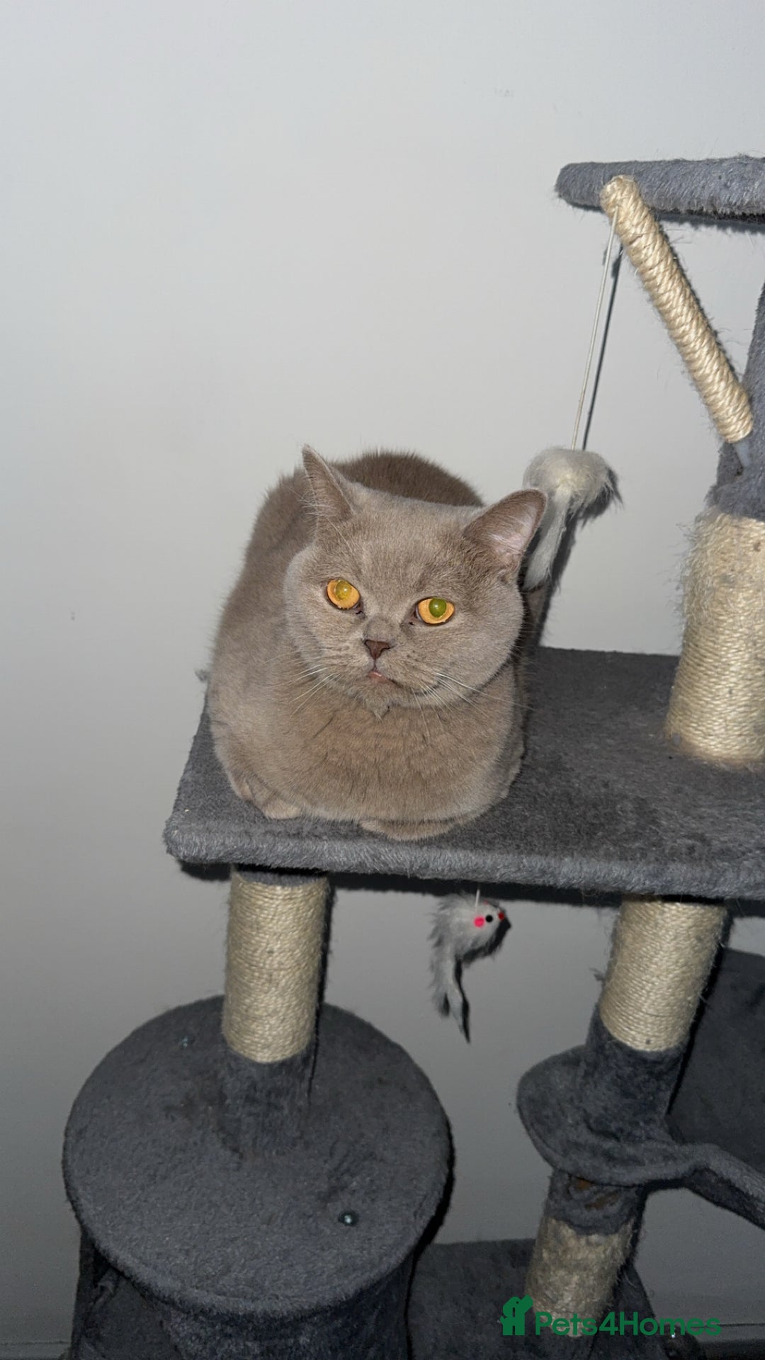 British Shorthair cats for sale: Lilac Neutered Loving Female - Image 1