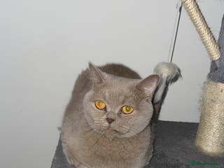 British Shorthair cats Lilac Neutered Loving Female - Advert 15