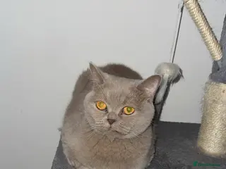 British Shorthair cats Lilac Neutered Loving Female - Advert 21