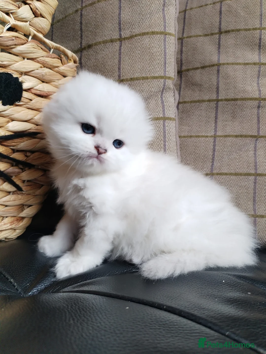 Scottish Fold cats for sale: Stunning White Scottish Fold Girl - Advert 2