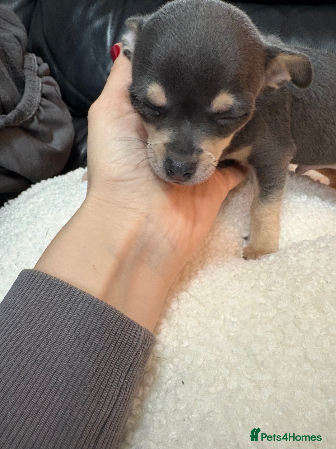 Chihuahua dogs for sale: Gorgeous Blue Boy Chihuahua  - Advert 6