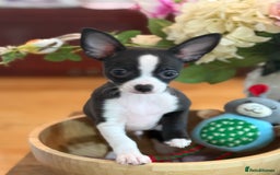 Chihuahua dogs for sale: Our beautiful Chihuahua puppies  - Image 13