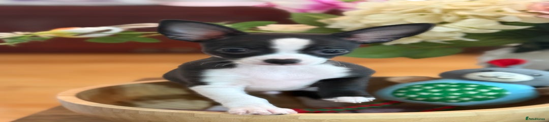 Chihuahua Puppy 1