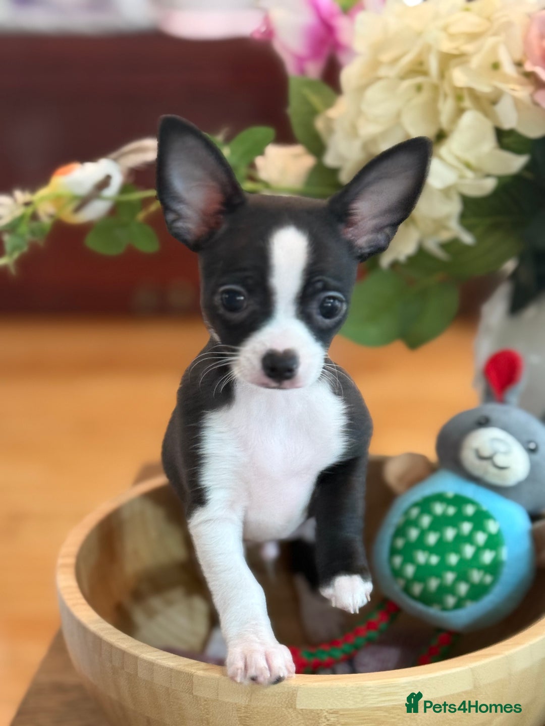 Chihuahua dogs for sale: Our beautiful Chihuahua puppies  - Image 13
