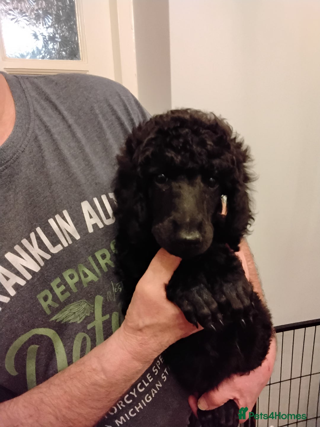 Standard Poodle dogs for sale: Beautiful black kc reg standard poodle puppies - Advert 12
