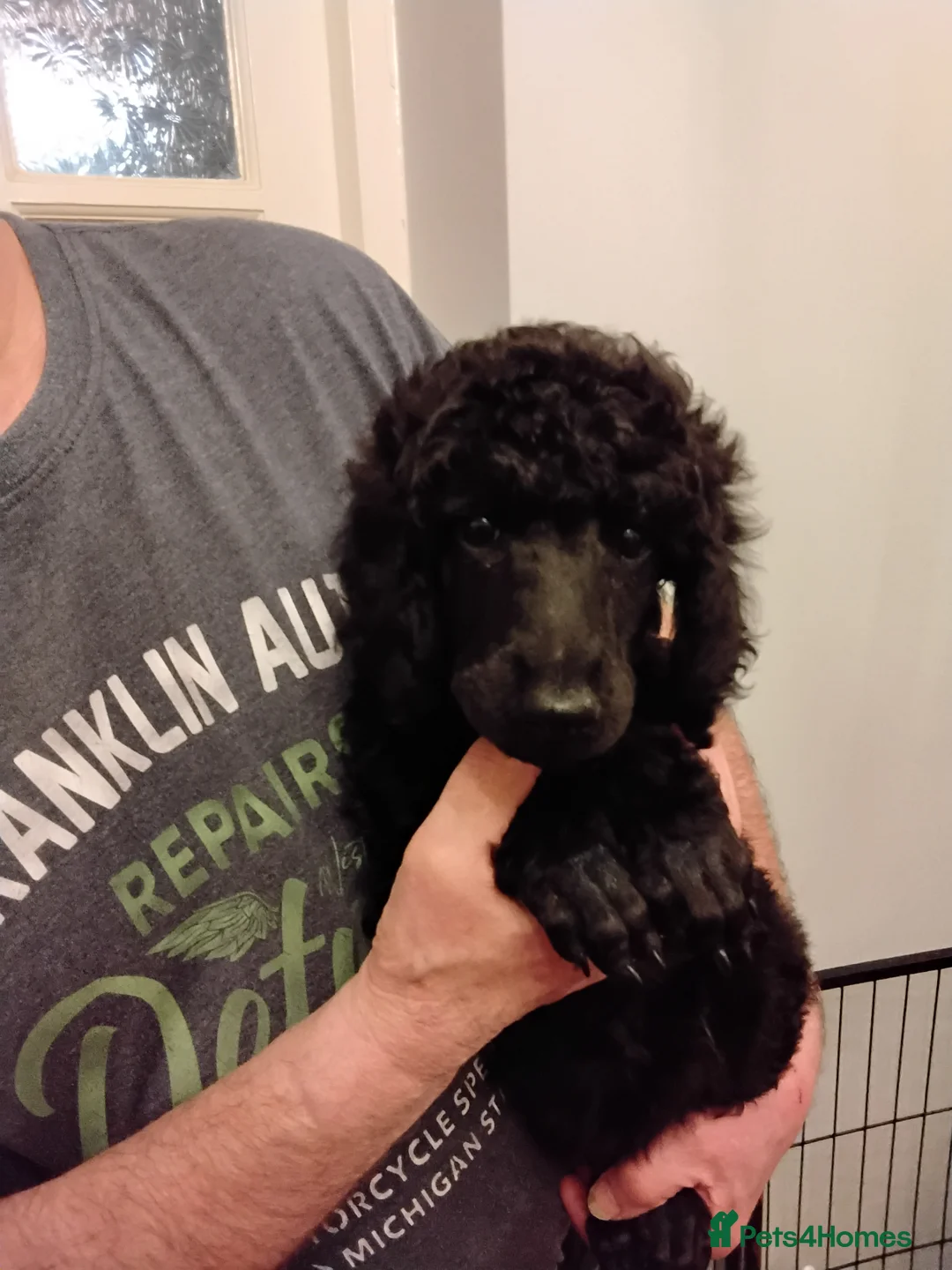 Standard Poodle dogs for sale: Beautiful blue kc reg standard poodle puppies - Advert 16