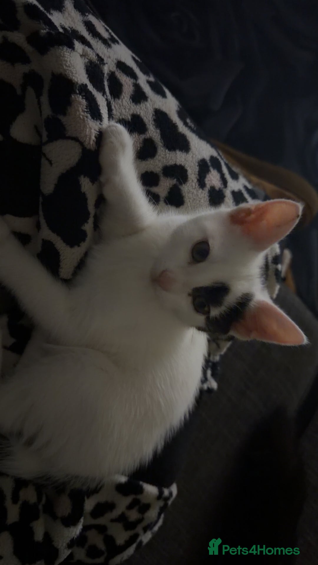 British Shorthair cats for sale: Patch  - Advert 3