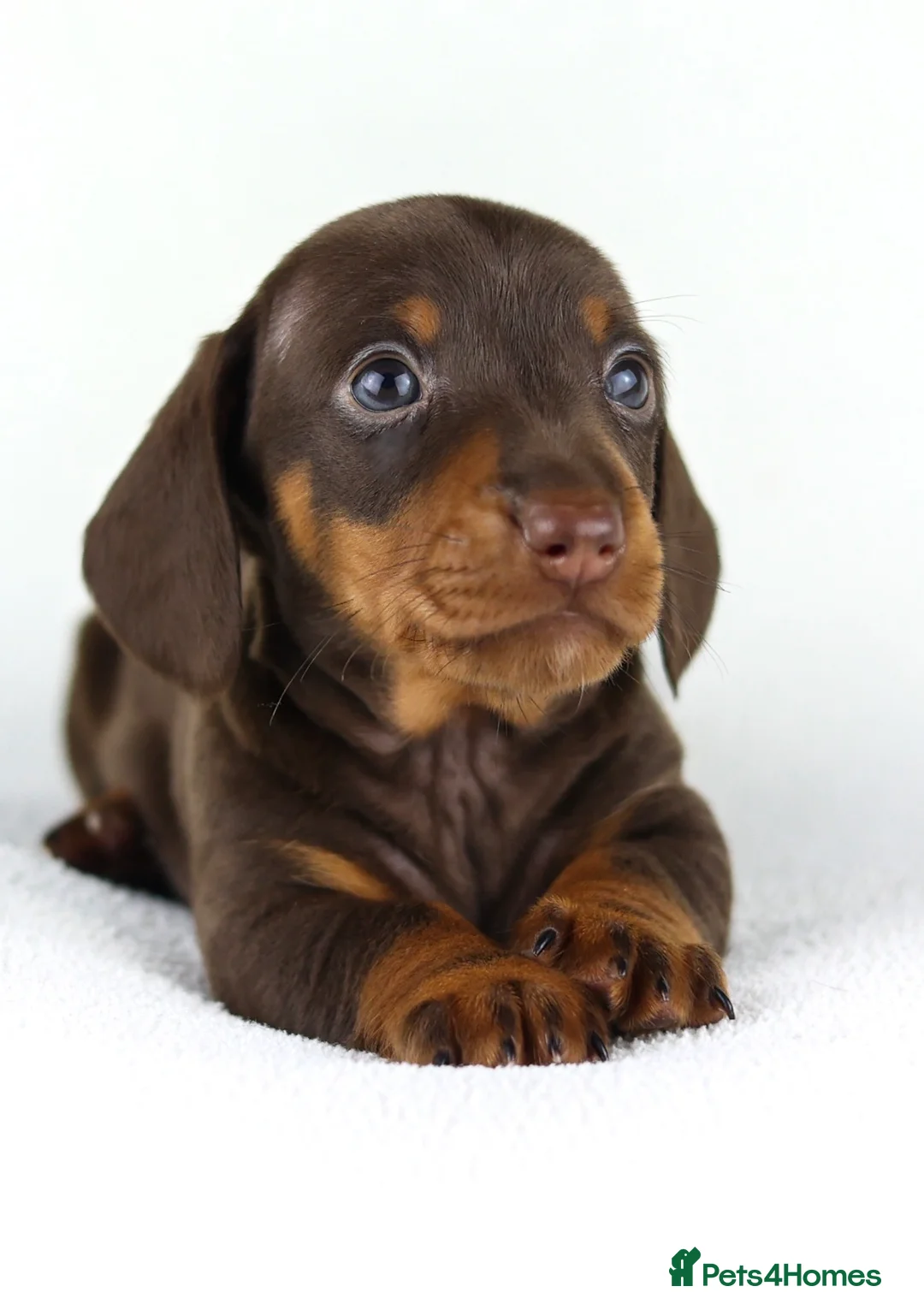 Miniature Dachshund dogs for sale: Quality Miniatures Dachshunds  in Liverpool - Advert 13