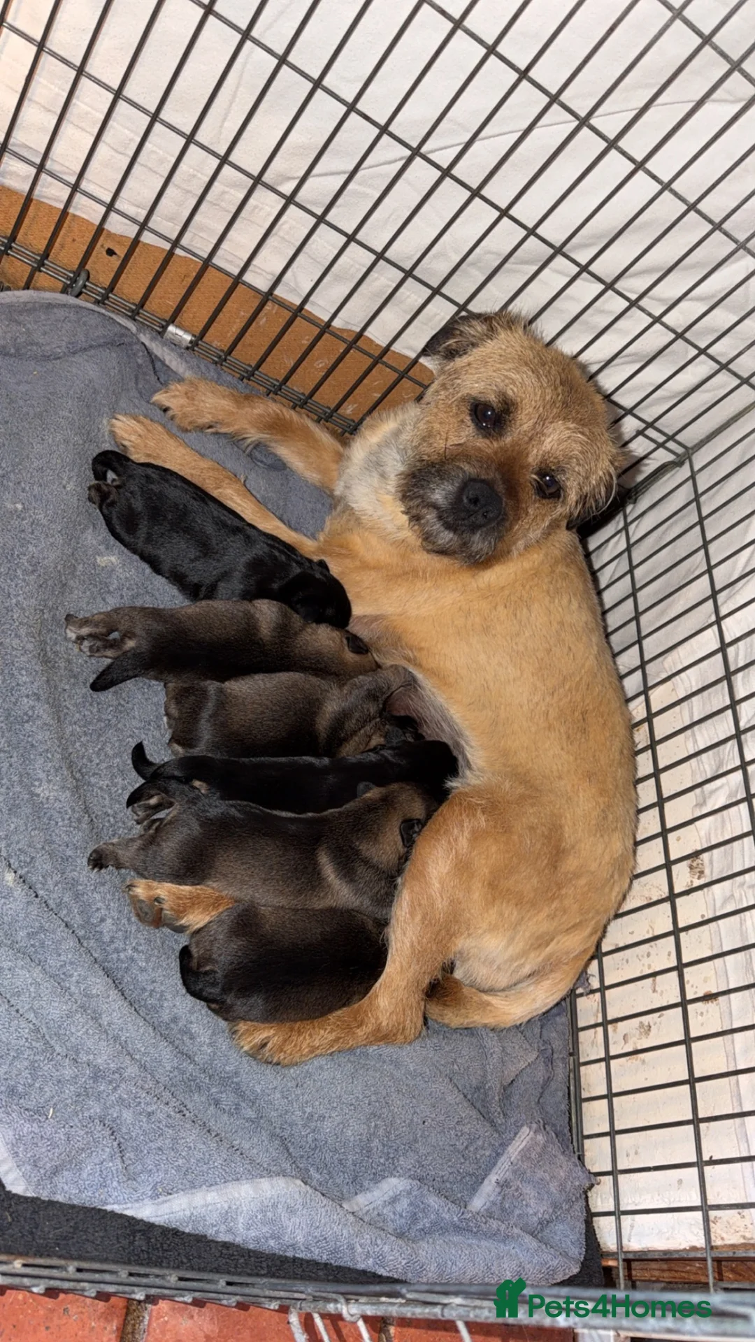 Border Terrier dogs for sale: 6 Beautiful Border Terrier Puppies SLEM CLEAR🐶 - Advert 2