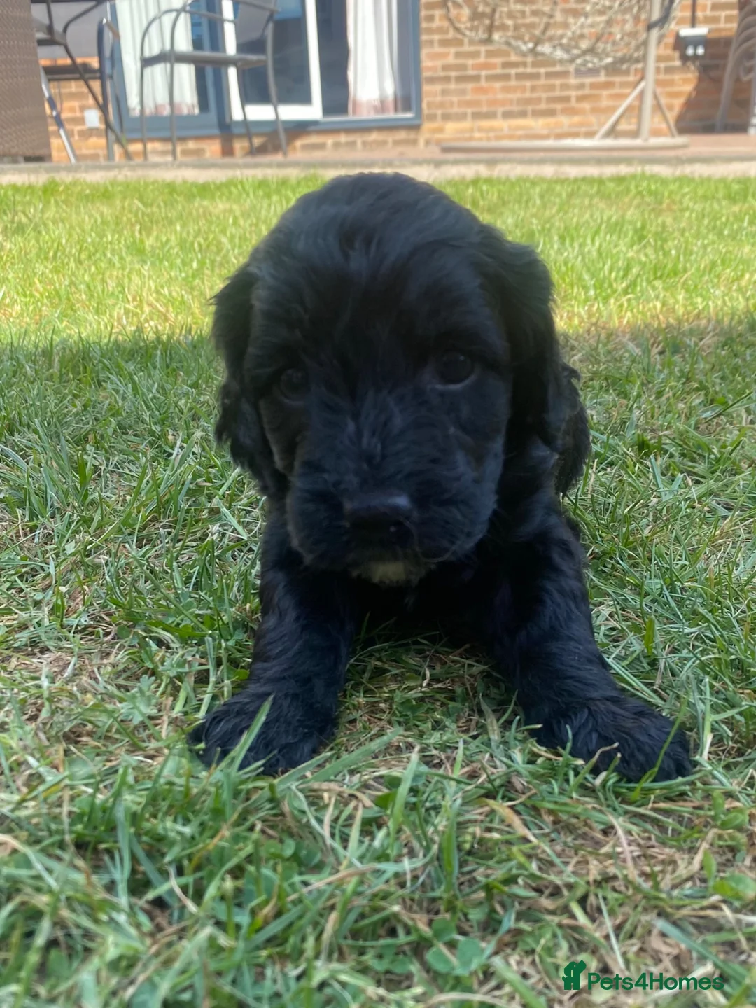 Cockapoo dogs for sale: Cockapoo puppies  - Advert 31