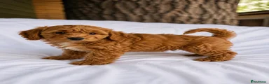 Cavapoo 8