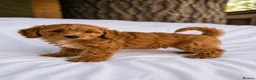 Cavapoo dogs for sale: Cavapoo pups ready to leave now!  - Advert 7